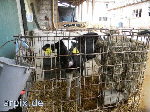 animal rights object cage mammal cattle calf  calves 