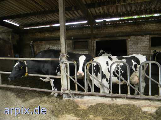 animal rights objekt käfig säugetier rind  käfighaltung käfige eingesperrt bulle stier kühe rinder 