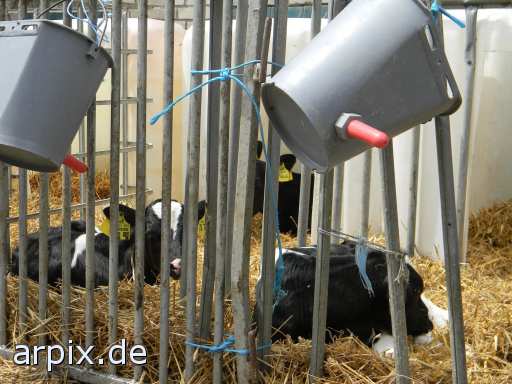 animal rights objekt käfig säugetier rind kalb  käfighaltung käfige eingesperrt bulle stier kühe rinder kälber 