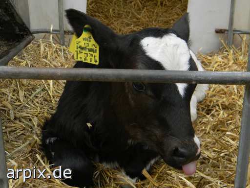 animal rights objekt käfig säugetier rind kalb  käfighaltung käfige eingesperrt bulle stier kühe rinder kälber 