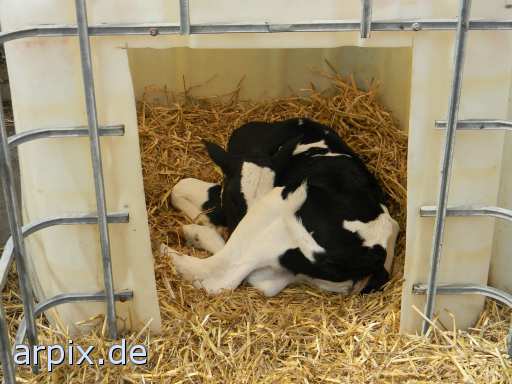 animal rights object cage mammal cattle calf  calves 
