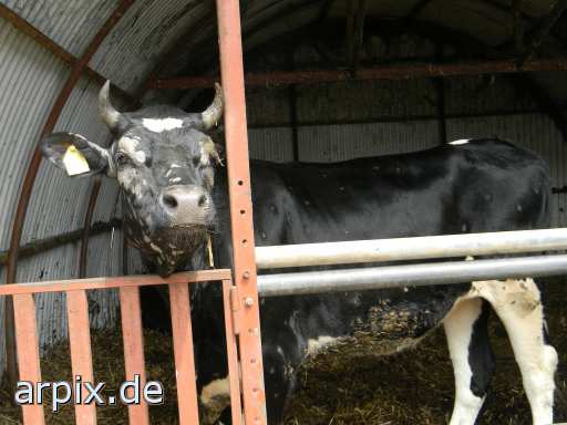 animal rights objekt käfig säugetier rind  käfighaltung käfige eingesperrt bulle stier kühe rinder 
