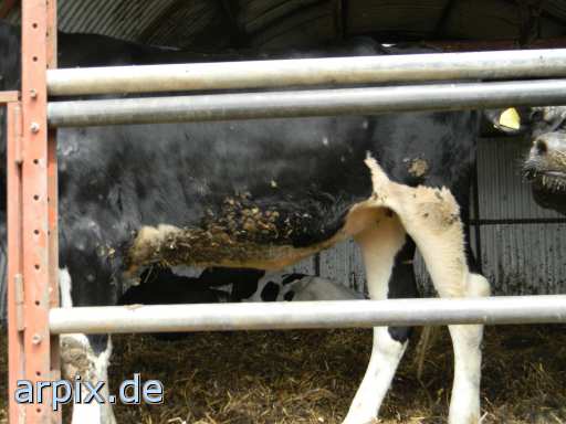 animal rights object cage mammal cattle  