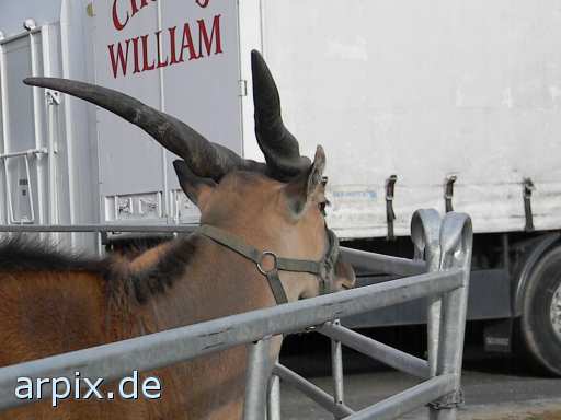 animal rights antilope zirkus objekt zaun säugetier  circus cirkus zircus gehege 
