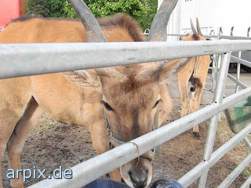 animal rights antelope circus object fence mammal  circu circuse circ show 