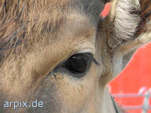 animal rights antilope zirkus objekt zaun säugetier  circus cirkus zircus gehege 