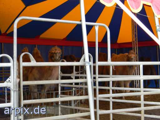 animal rights circus object fence mammal camel bactrian camel  circu circuse circ show 