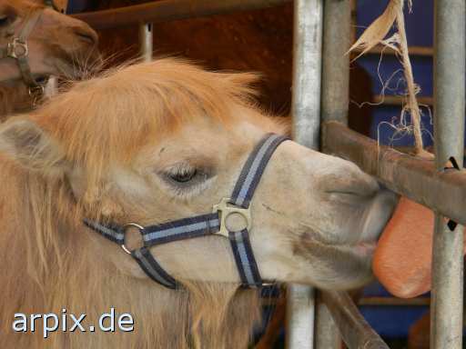 animal rights zirkus objekt zaun säugetier kamel trampeltier  circus cirkus zircus gehege 