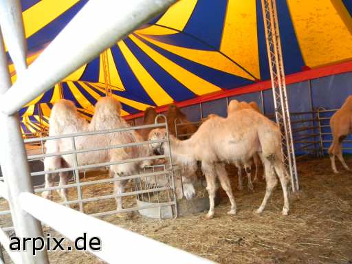 animal rights zirkus objekt zaun säugetier kamel trampeltier  circus cirkus zircus gehege 