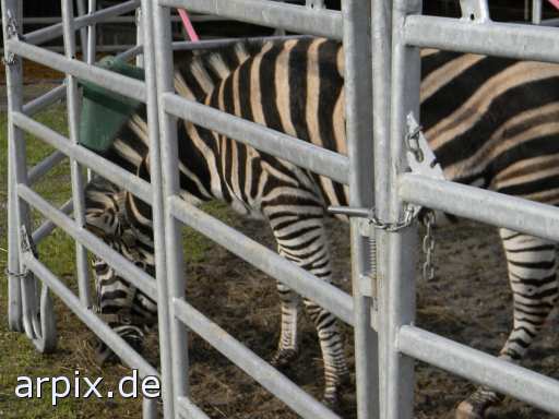 animal rights zebra zirkus objekt zaun säugetier pferd  circus cirkus zircus gehege pferde 