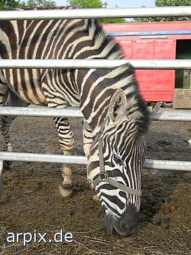 animal rights zebra circus object fence mammal horse  circu circuse circ show steed 