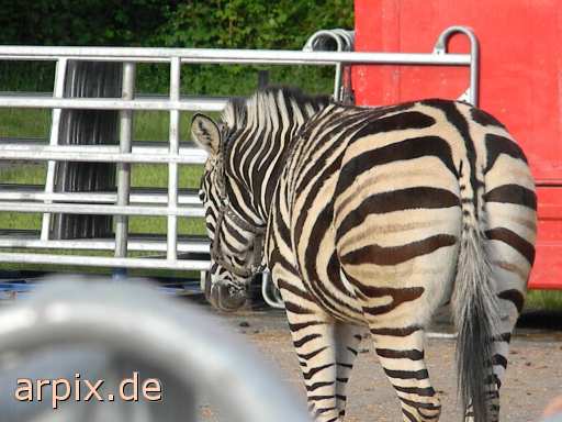 animal rights zebra zirkus objekt zaun säugetier pferd  circus cirkus zircus gehege pferde 