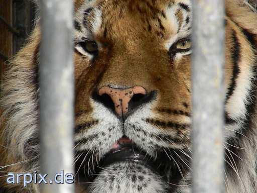 animal rights tiger zirkus objekt käfig säugetier  circus cirkus zircus käfighaltung käfige eingesperrt 