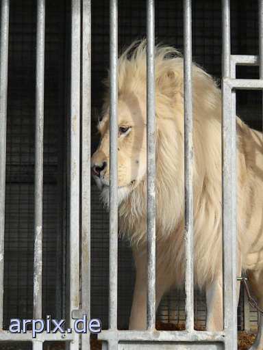 animal rights lion circus object cage mammal  circu circuse circ show 