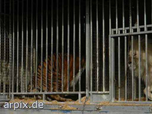 animal rights tiger löwe zirkus objekt käfig säugetier  circus cirkus zircus käfighaltung käfige eingesperrt 