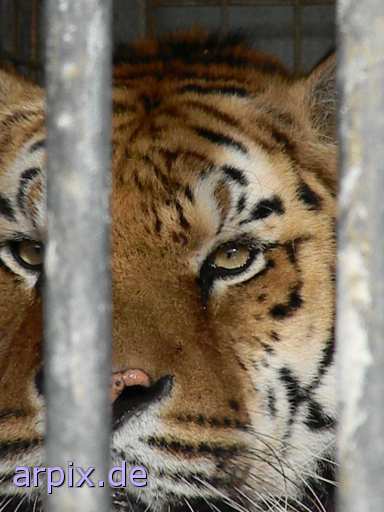 animal rights tiger circus object cage mammal  circu circuse circ show 