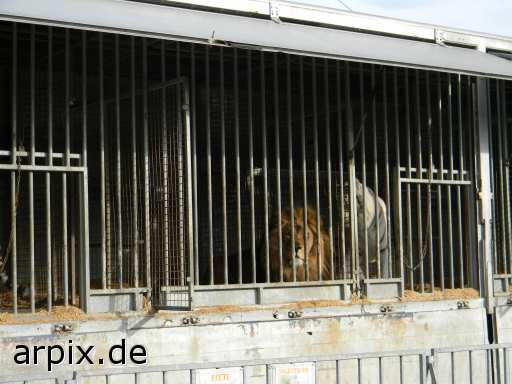 animal rights tiger lion circus object cage mammal  circu circuse circ show 