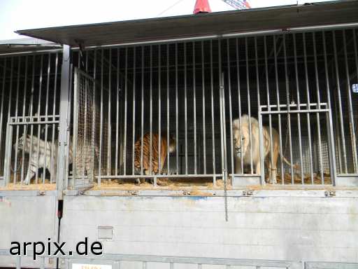 animal rights tiger lion circus object cage mammal  circu circuse circ show 