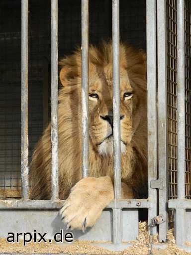 animal rights löwe zirkus objekt käfig säugetier  circus cirkus zircus käfighaltung käfige eingesperrt 
