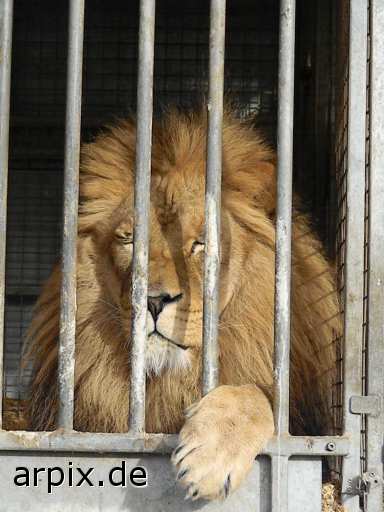 animal rights lion circus object cage mammal  circu circuse circ show 