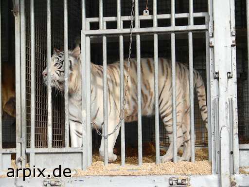 animal rights tiger zirkus objekt käfig säugetier  circus cirkus zircus käfighaltung käfige eingesperrt 