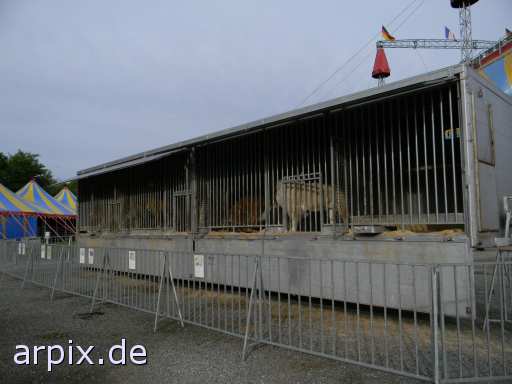 animal rights tiger löwe zirkus objekt käfig säugetier  circus cirkus zircus käfighaltung käfige eingesperrt 