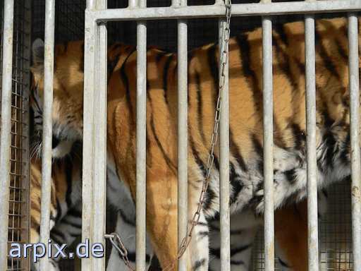 animal rights tiger circus object cage mammal  circu circuse circ show 