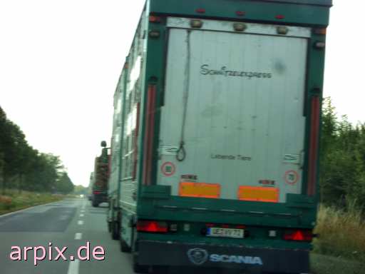 animal rights schnitzel express animal transport vehicle object mammal  animaltransport transportation 