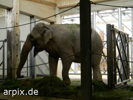 animal rights zoo object fence mammal elephant  