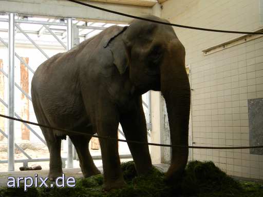 animal rights zoo objekt zaun säugetier elefant  zoologisch tierpark wildpark park gehege elephant elephanten elefanten 