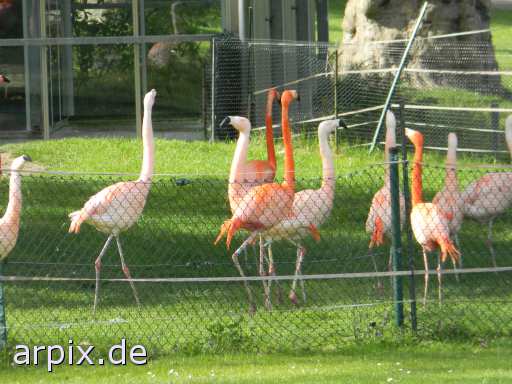 animal rights flamingo zoo object fence bird  