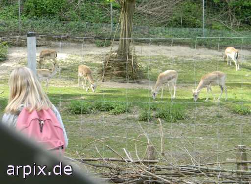 animal rights gazelle zoo gazer object fence mammal human  voyeur person 