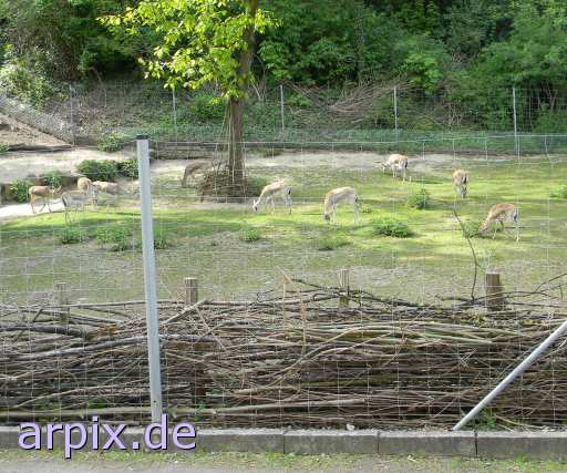 animal rights gazelle zoo object fence mammal  