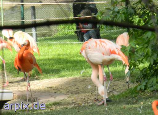 animal rights flamingo zoo object fence bird gazer  voyeur 