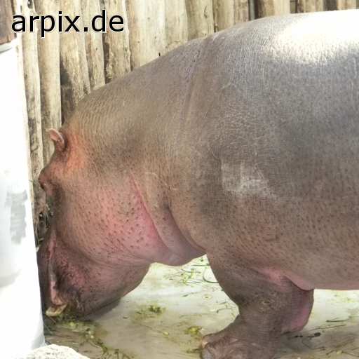 animal rights hippopotamus zoo mammal  
