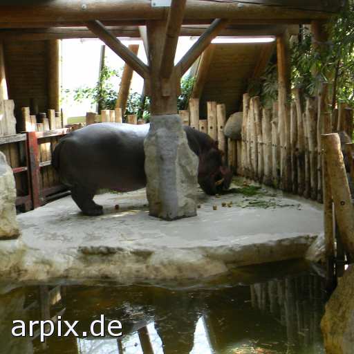 animal rights flusspferd zoo säugetier  zoologisch tierpark wildpark park 