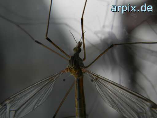 animal rights crane fly insect  