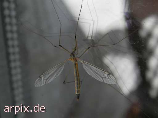 animal rights crane fly insect  