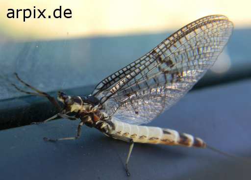 animal rights insect mayfly  