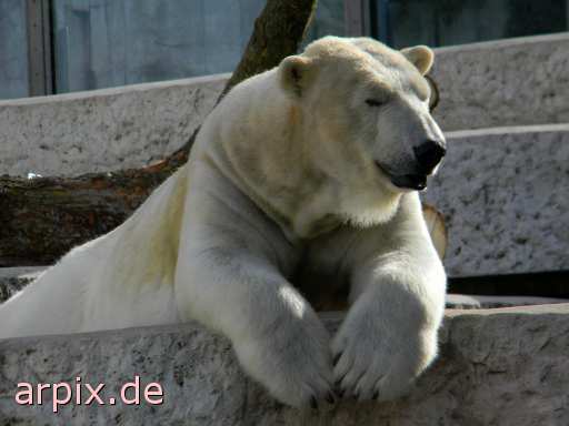animal rights polar bear zoo mammal  