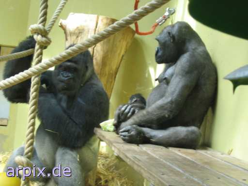 animal rights gorilla zoo mammal monkey  
