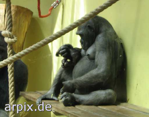 animal rights gorilla zoo säugetier affe  zoologisch tierpark wildpark park 