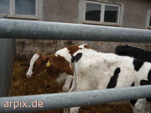 animal rights corpse mammal cattle calf  cadaver calves 