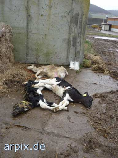 animal rights corpse mammal cattle calf sheep  cadaver calves 