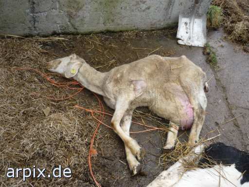 animal rights jungrind leiche säugetier rind kalb schaf  leichen bulle stier kühe rinder kälber schafe 