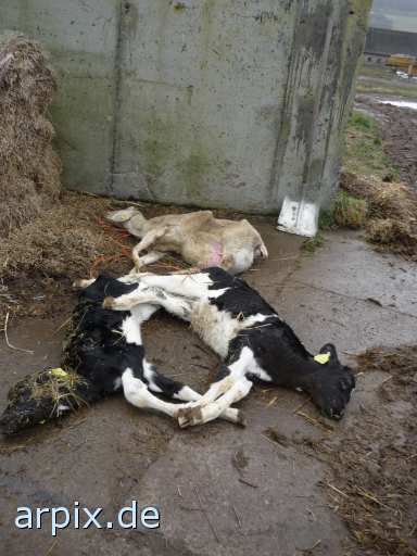 animal rights jungrind leiche säugetier rind kalb schaf  leichen bulle stier kühe rinder kälber schafe 