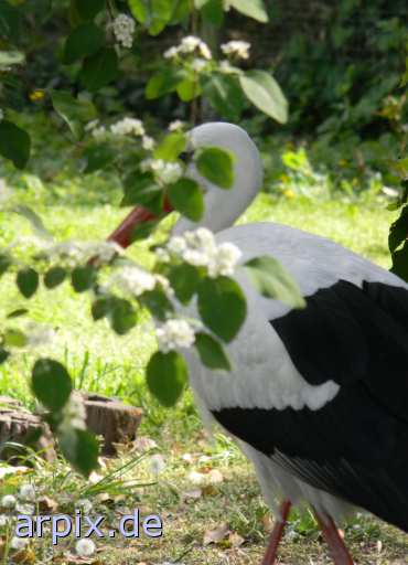 animal rights stork zoo bird  