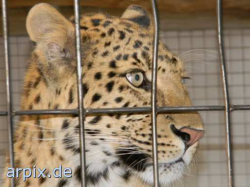 animal rights leopard zoo objekt käfig säugetier  zoologisch tierpark wildpark park käfighaltung käfige eingesperrt 