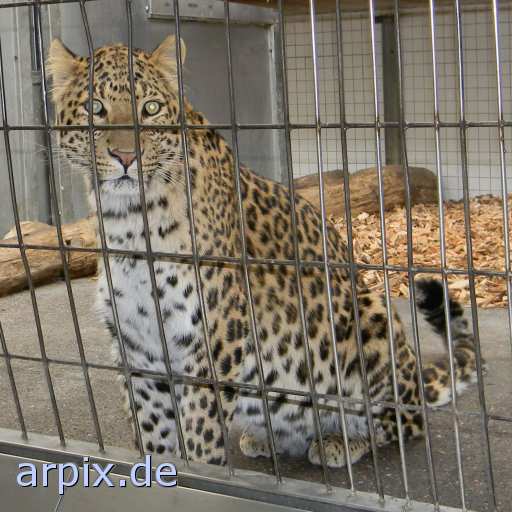 animal rights leopard zoo object cage mammal  