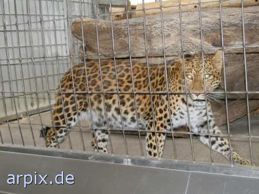 animal rights leopard zoo object cage mammal  